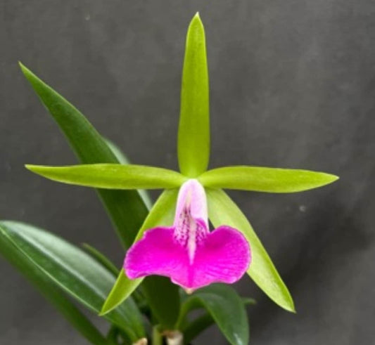 Bc Gulfshore Beauty 'Green Gem blooming size brassocattleya orchid clone