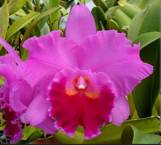 Rlc Fritz Nicholaus 'Spring Dance' Blooming size Cattleya orchid clone. Large fragrant lavender blooms.