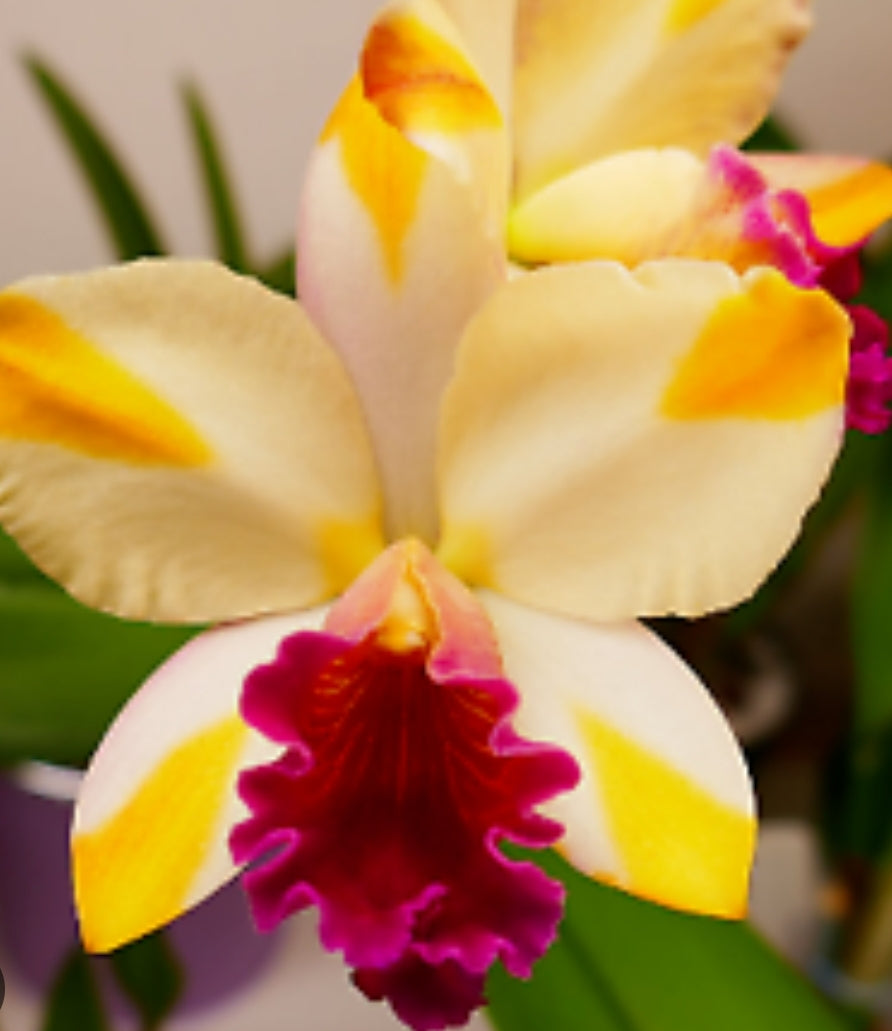 Rth Air Dream 'Pretty Girl' near blooming size cattleya orchid clone. Beautiful yellow and white blooms with a red lip.