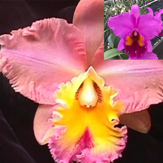 Rlc Spencers Glow 'Valley Isle' x Rlc Valley Isle Charm 'Valley Isle Giant' FCC/AOS seed grown cattleya orchid hybrid.