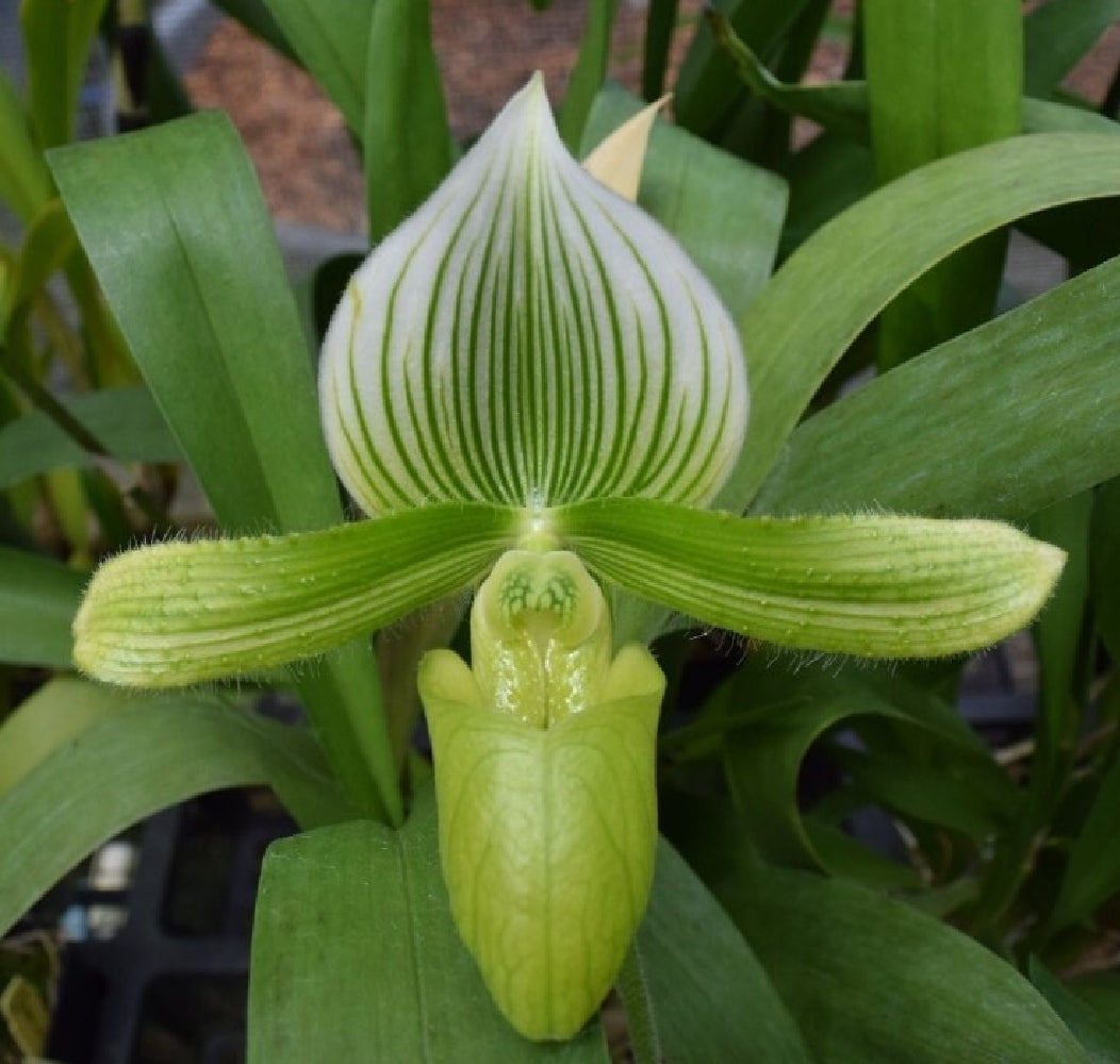 Paphiopedilum Janet Kunkle. Blooming size Paphiopedilum orchid hybrid. Long lasting beautiful blooms. 2.5" pots