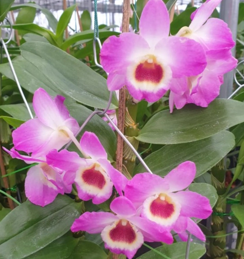 Dendrobium Country Girl 'Warabeuta' Blooming size Dendrobium Nobile clone.