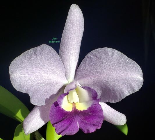 Rlc Busy Bev 'Blue Jewel' Near Blooming size cattleya orchid. Very fragrant 3.5" pot.