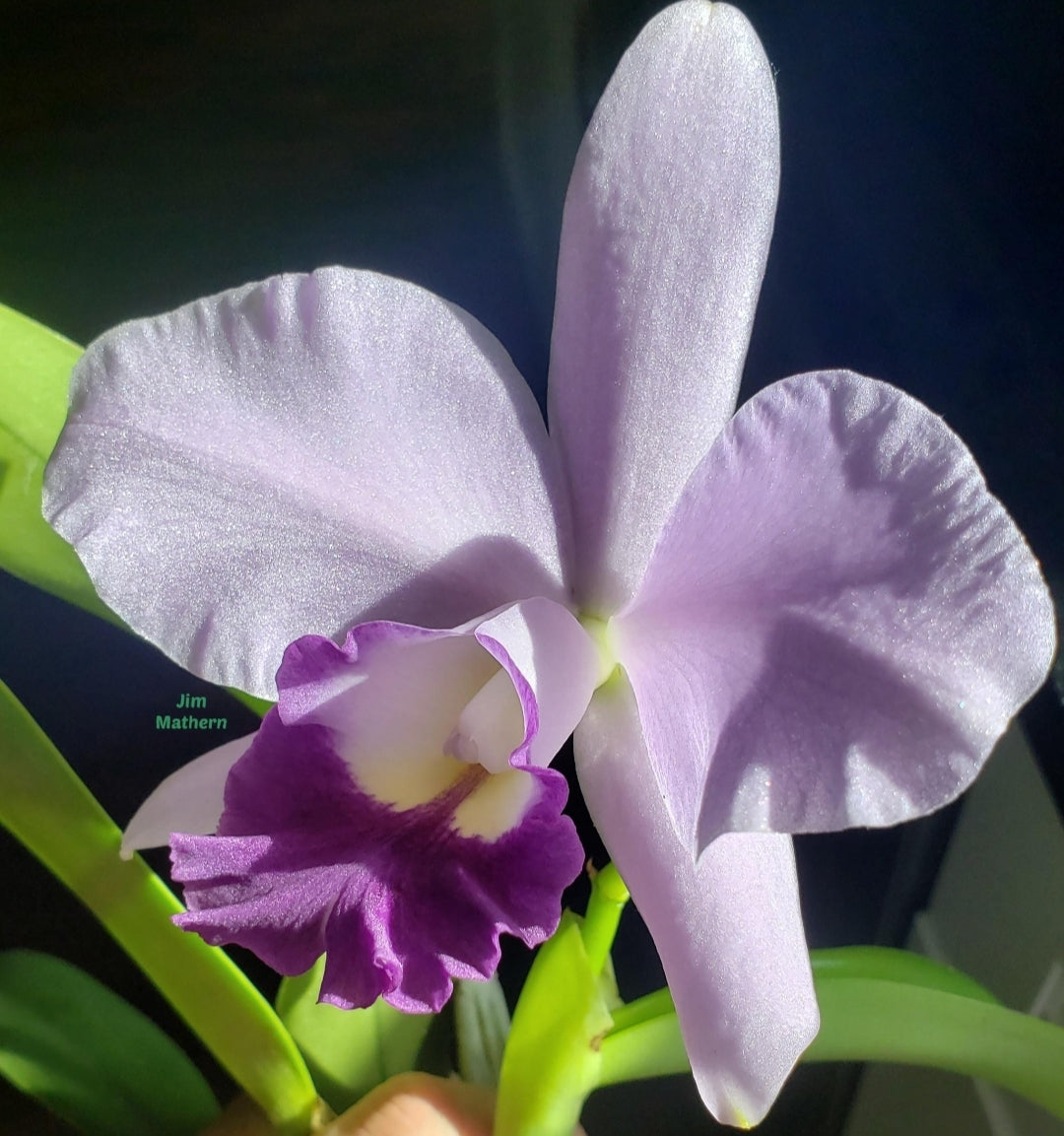 Rlc Busy Bev 'Blue Jewel' Near Blooming size cattleya orchid. Very fragrant 3.5" pot.