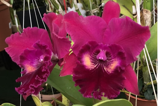 Rlc Haw Yuan Rose 'NN' near blooming size cattleya orchid clone. Large fragrant velvety blooms.