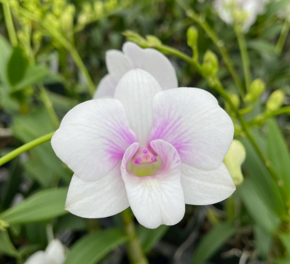 Dendrobium Newmans Blush. In spike. Blooming size hard cane dendrobium hybrid.  Beautiful long lasting blooms