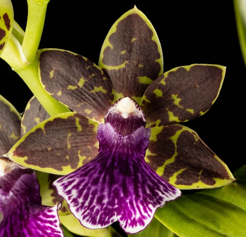 Zygopetalum Blue Hawaii 'Dark Petal' x Zygo Advance Australia. In spike. Blooming size zygopetalum hybrid. Fragrant long lasting blooms