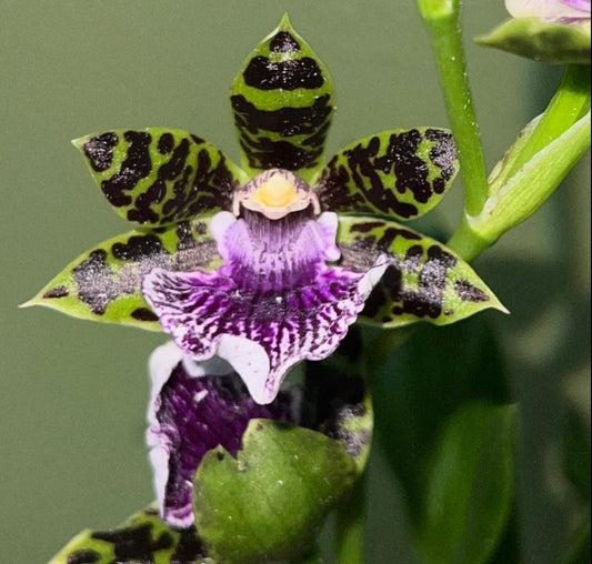 Zygopetalum Blue Hawaii 'Dark Petal' x Zygo Advance Australia. In spike. Blooming size zygopetalum hybrid. Fragrant long lasting blooms