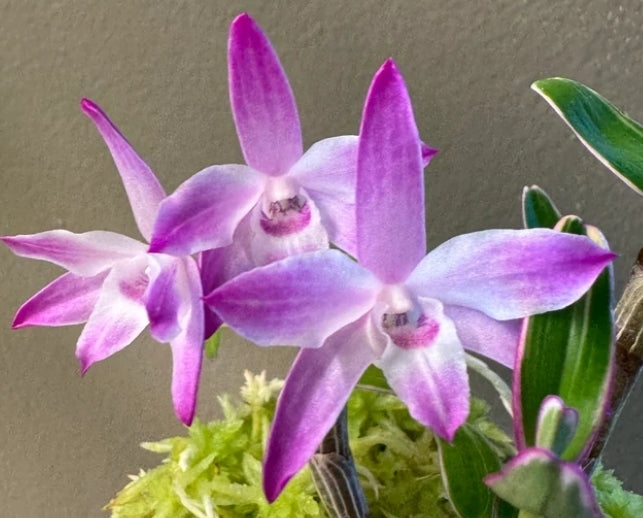 Dendroboum moniliforme variegated form. Blooming size miniature dendrobium orchod species. Rare form