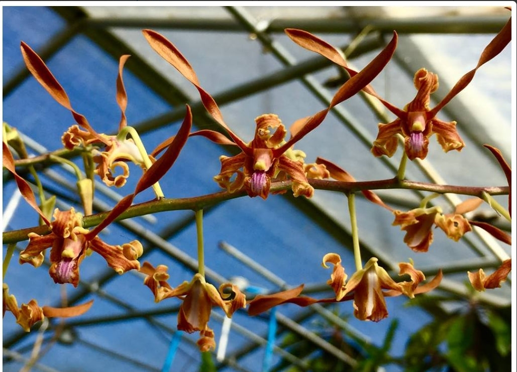 Dendrobium tangerinum, young near blooming size Antelope dendrobium orchid species.