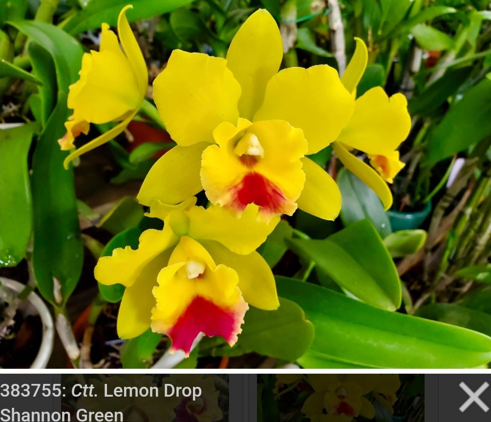 Rth. Lemon Drop 'NN', blooming size cattleya orchid clone. 4" pot produces beautiful yellow and red fragrant blooms.