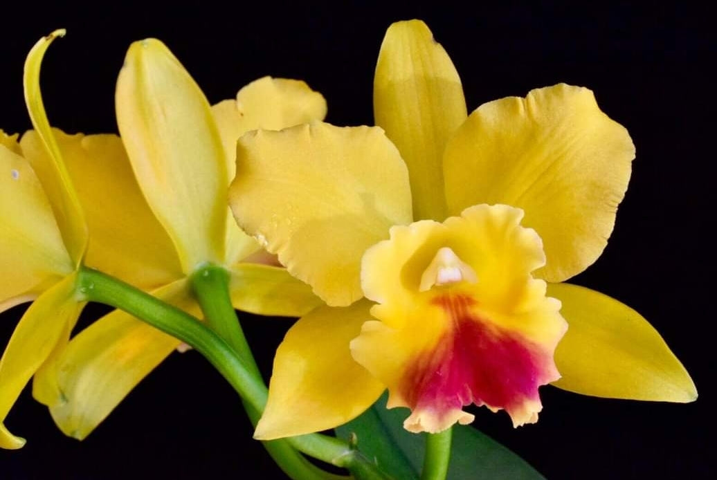 Rth. Lemon Drop 'NN', blooming size cattleya orchid clone. 4" pot produces beautiful yellow and red fragrant blooms.