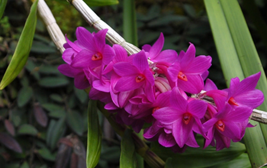 Dendrobium glomeratum. Near blooming size Dendrobium orchid species.