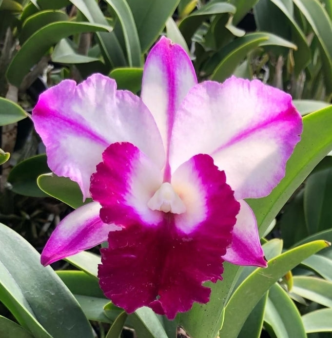 Rlc Robert Strait 'Islanders Delight' Bloom Size Cattleya Orchid Clone Fragrant