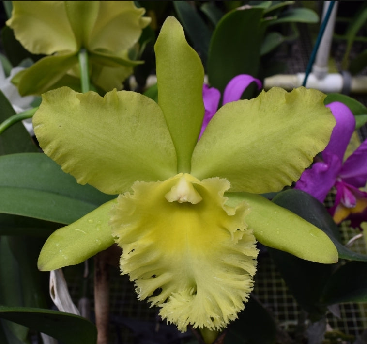 Rlc Prada Green Deluxe 'NN' near blooming size fragrant green cattleya clone.