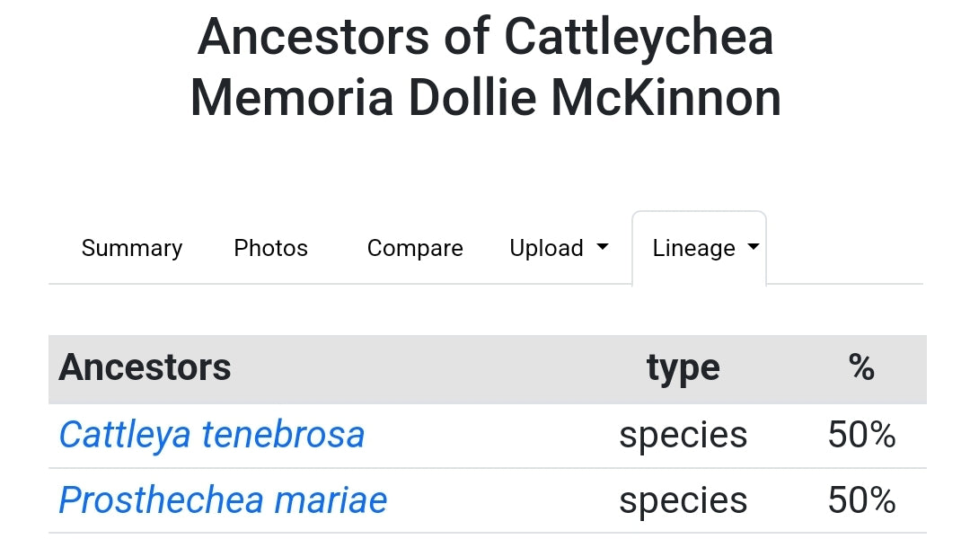 Cattlechea Mem Dollie Mckinnon. Blooming size cattleya orchid hybrid. Seed grown awarded parents.