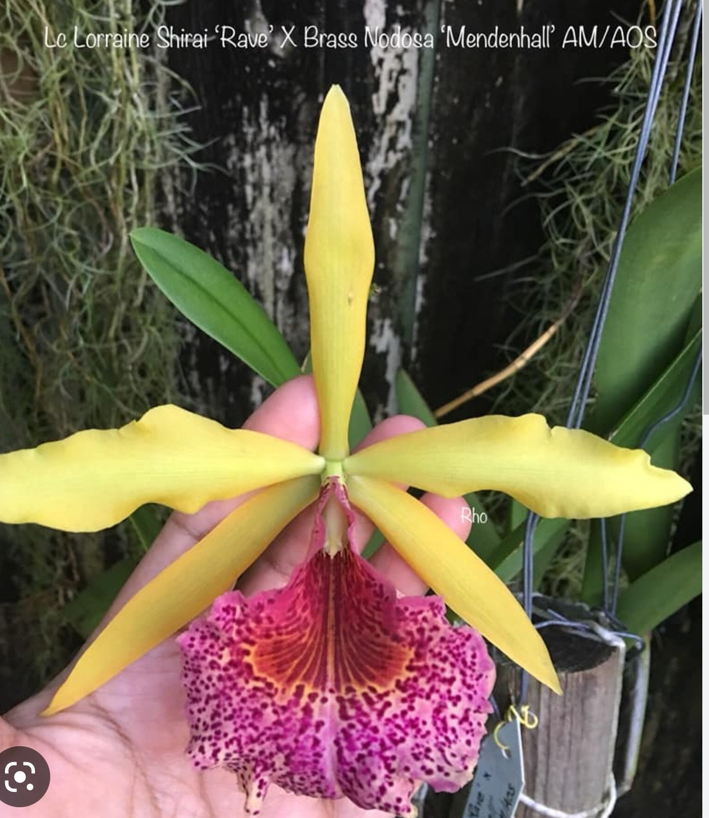 Rlc Keowee 'Mendenhall' AM/AOS (Cattleya Lorraine Shirai × Brassavola nodosa)