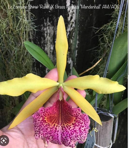 Rlc Keowee 'Mendenhall' AM/AOS (Cattleya Lorraine Shirai × Brassavola nodosa)