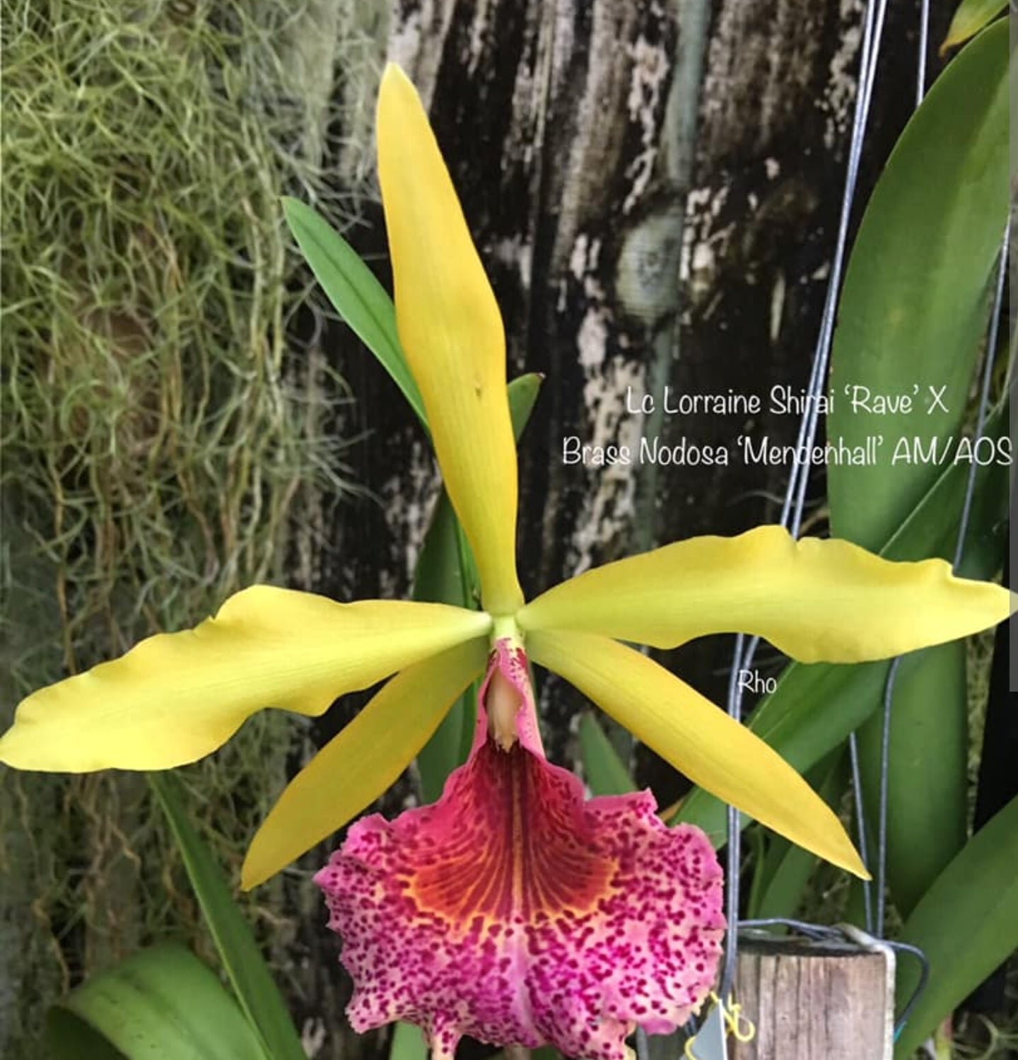 Rlc Keowee 'Mendenhall' AM/AOS (Cattleya Lorraine Shirai × Brassavola nodosa)