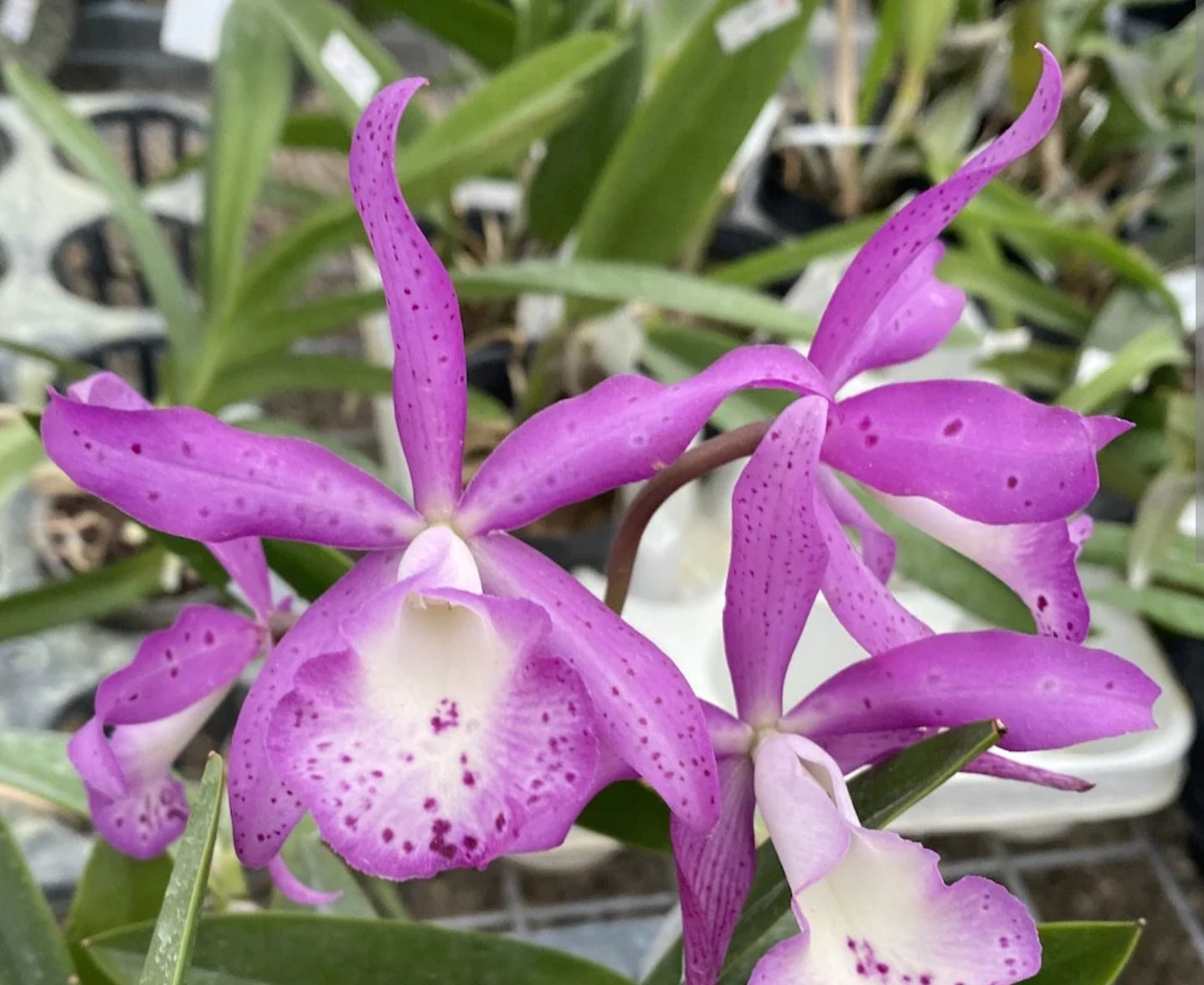 Bct Taiwan Mermaid 'STK' blooming size Brassavola/cattleya clones. Fragrant