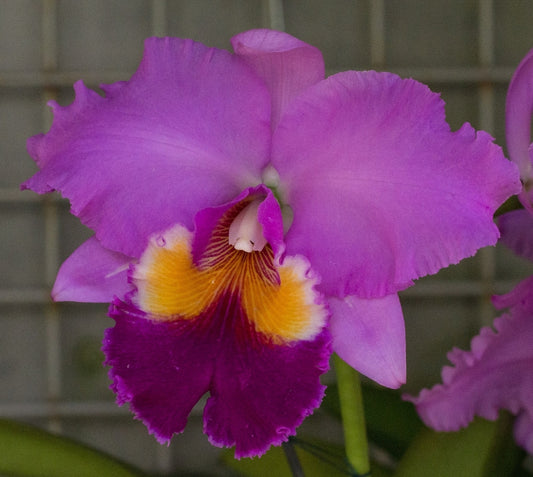 Cattleya Irene Holguin 'Brown Eyes' (C.Astral Beauty x C.JA Carbone)