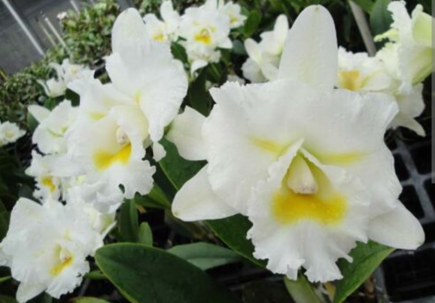 Bc. Island Charm 'O.C' (Rhyncholaeliocattleya Donna Kimura × Cattleya intermedia)