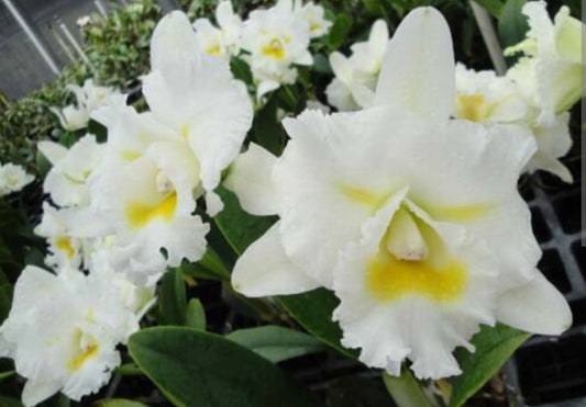 Bc. Island Charm 'O.C' (Rhyncholaeliocattleya Donna Kimura × Cattleya intermedia)