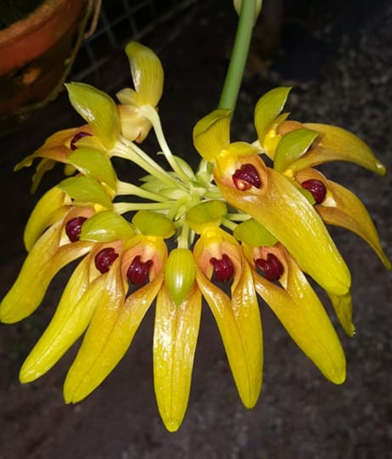 Bulbophyllum graveolens x sib