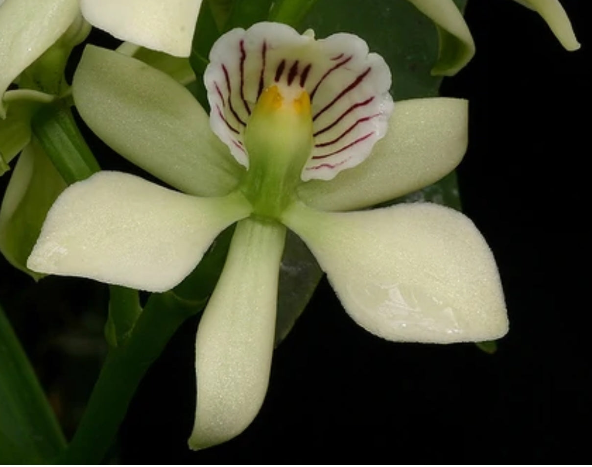 Prosthechea radiata