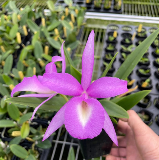 BC. Elizabeth 4N (Brassavola nodosa 4n x Gurianthe skinneri 4n)