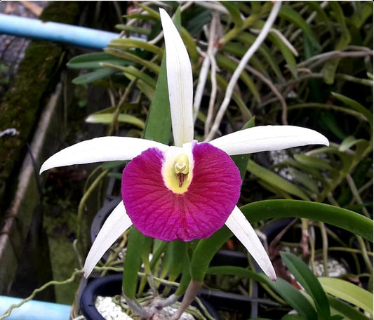 Bc Yuan Nan Star War (Cattleya Mem. Robert Strait × Brassocattleya Wonder Star)