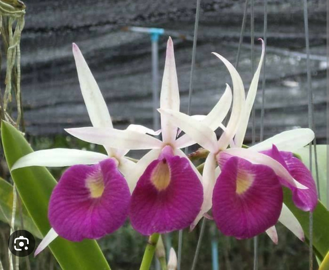 Bc Yuan Nan Star War (Cattleya Mem. Robert Strait × Brassocattleya Wonder Star)