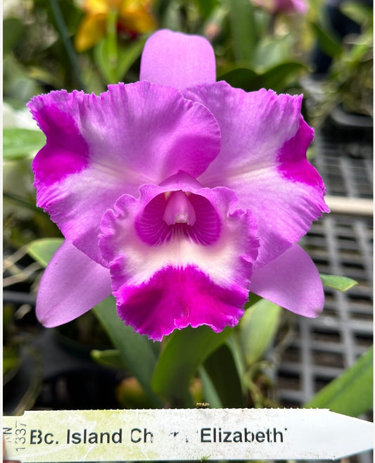 BC Island Charm 'Elizabeth' (Rlc Donna Kimura × C. intermedia)