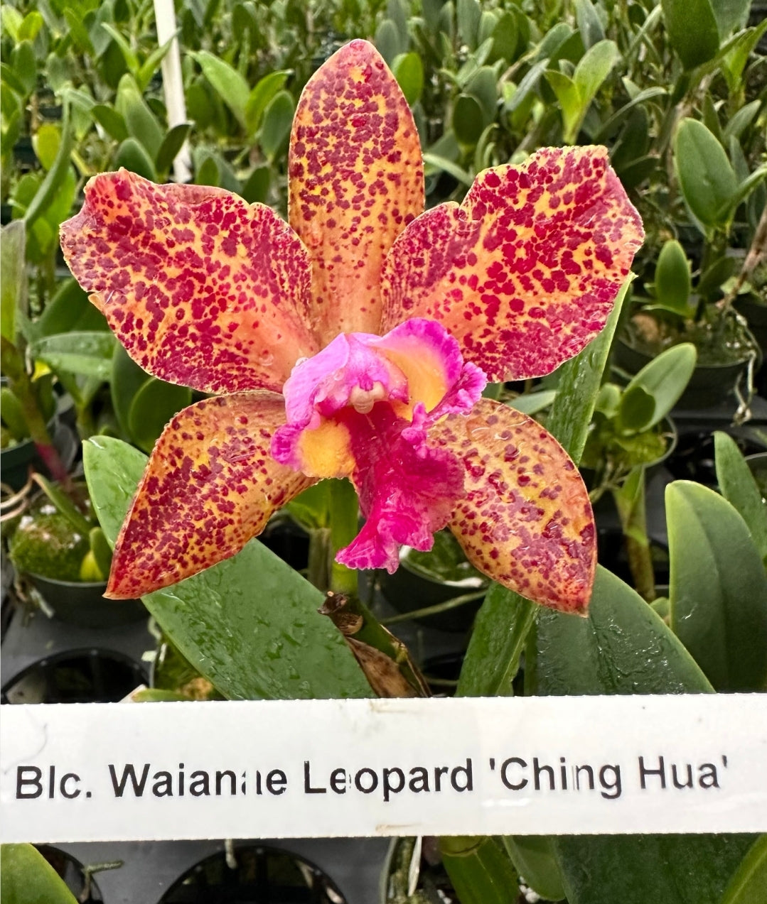 4" pot C. Waianae Leopard 'Ching Hua' (Rhyncholaeliocattleya Peach Cobbler × Cattleya Penny Kuroda)