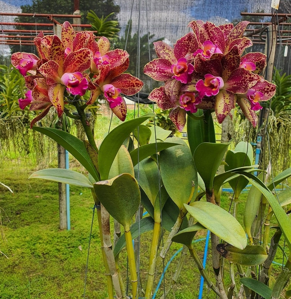 4" pot C. Waianae Leopard 'Ching Hua' (Rhyncholaeliocattleya Peach Cobbler × Cattleya Penny Kuroda)