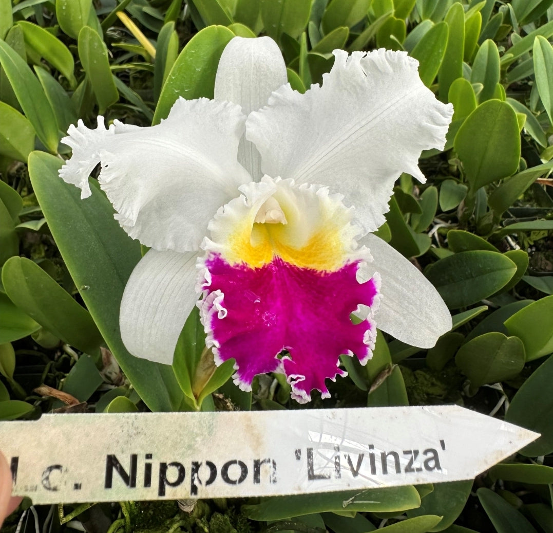 Lc Nippon 'Livinza' BM/JOGA (Cattleya Rita Renee × Cattleya Mem. Maggie Hood)