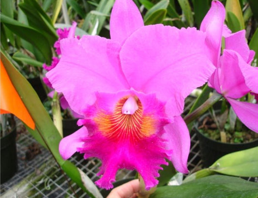 Rlc Amy Wakasugi 'NN' (Rlc Bonanza x Rlc Herons Ghyll)