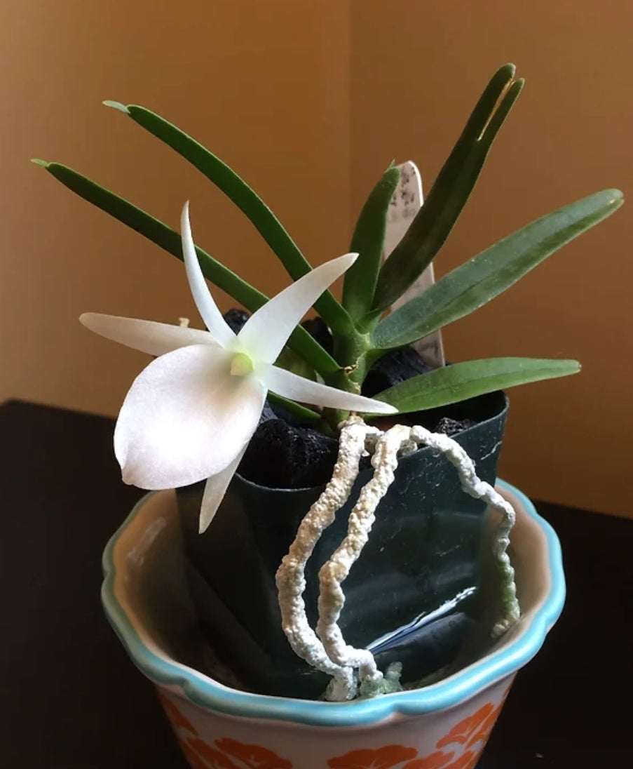 Angraecum didieri