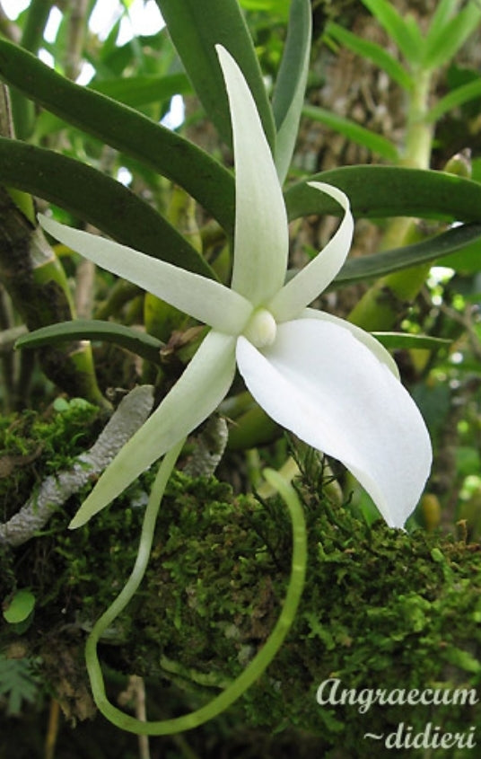 Angraecum didieri