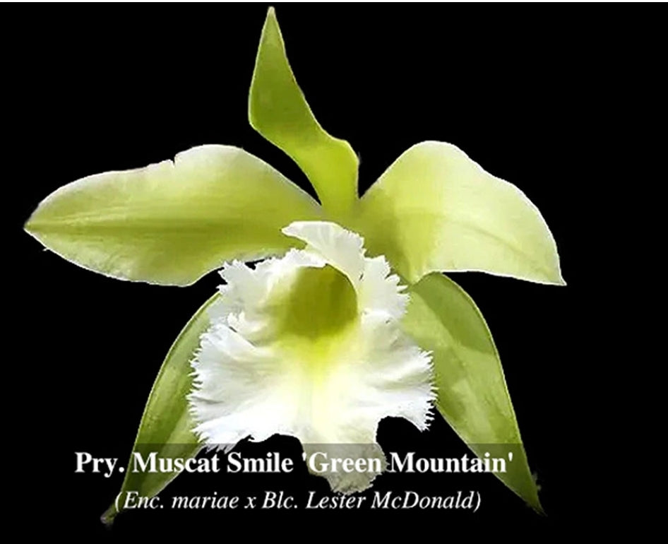 Pry. Muscat Smile 'Green Mountain' (Encyclia mariae x Lester McDonald)