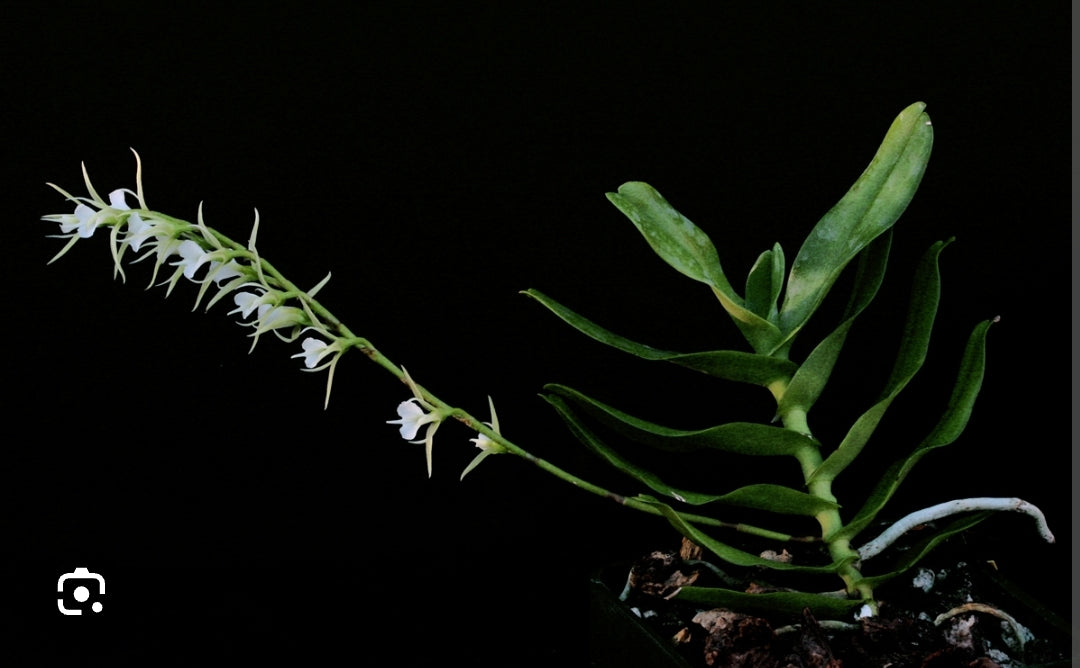 Oeonelia polystachs