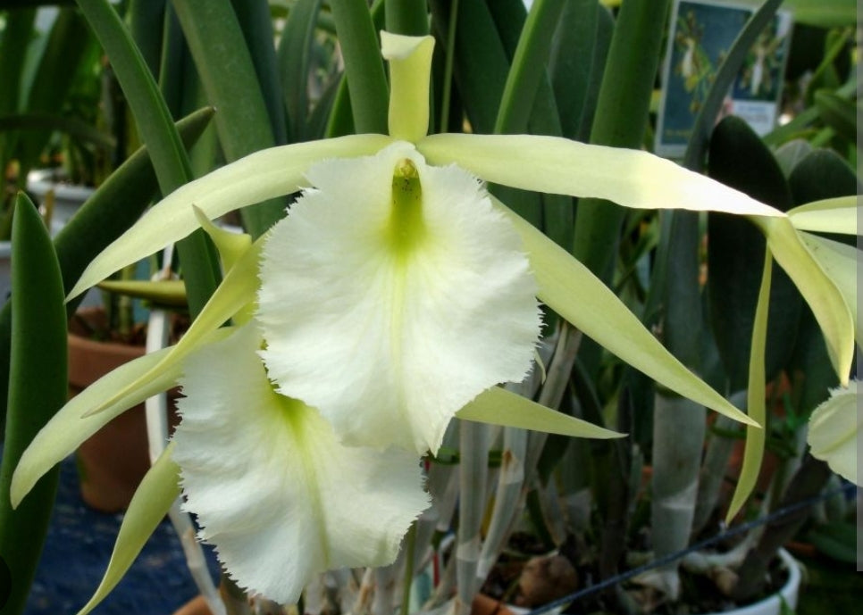 Rhynchovola Jimminey Cricket 'Super bug' AM/AOS (Brassavola nodosa × Rhyncholaelia digbyana)