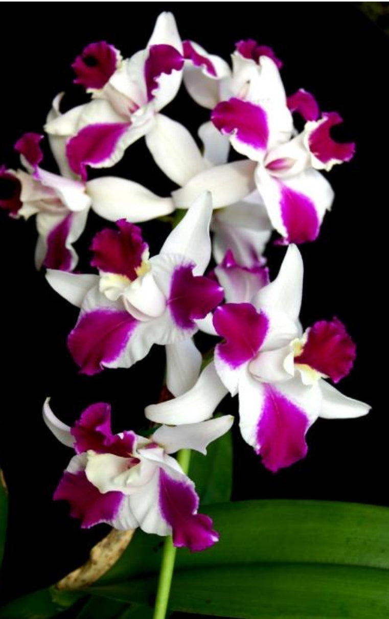 Lc Purple Cascade 'Sweet Beauty' (Cattleya Interglossa × Cattleya Tokyo Magic)