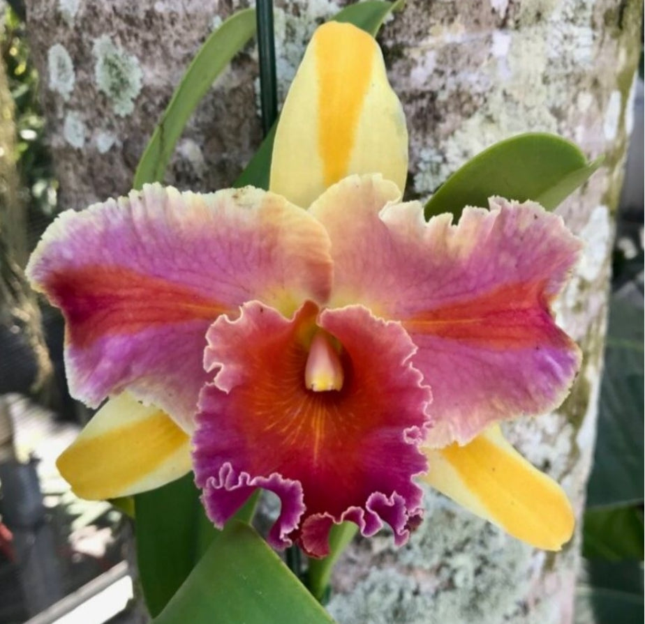Rlc Amazing Thailand '#1' blooming size beautiful orchid clone.
