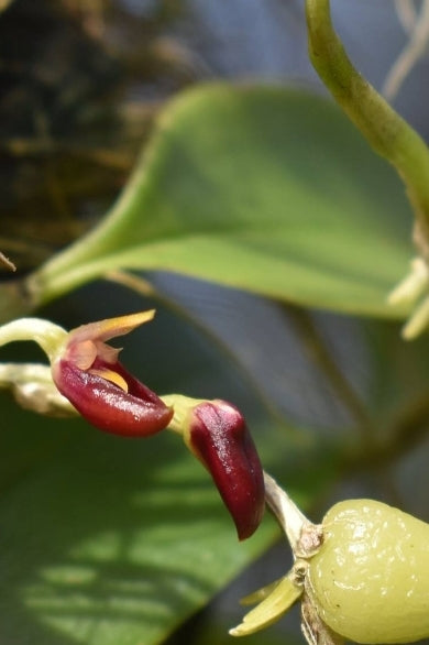 Bulbophyllum membranaceum