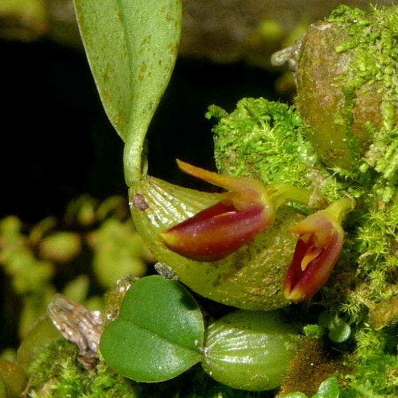 Bulbophyllum membranaceum