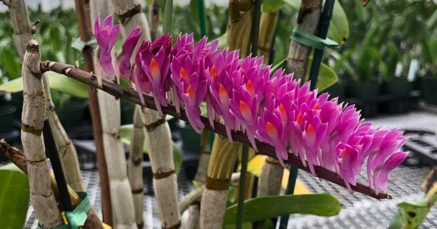 Dendrobium secundum alba x 'Red'