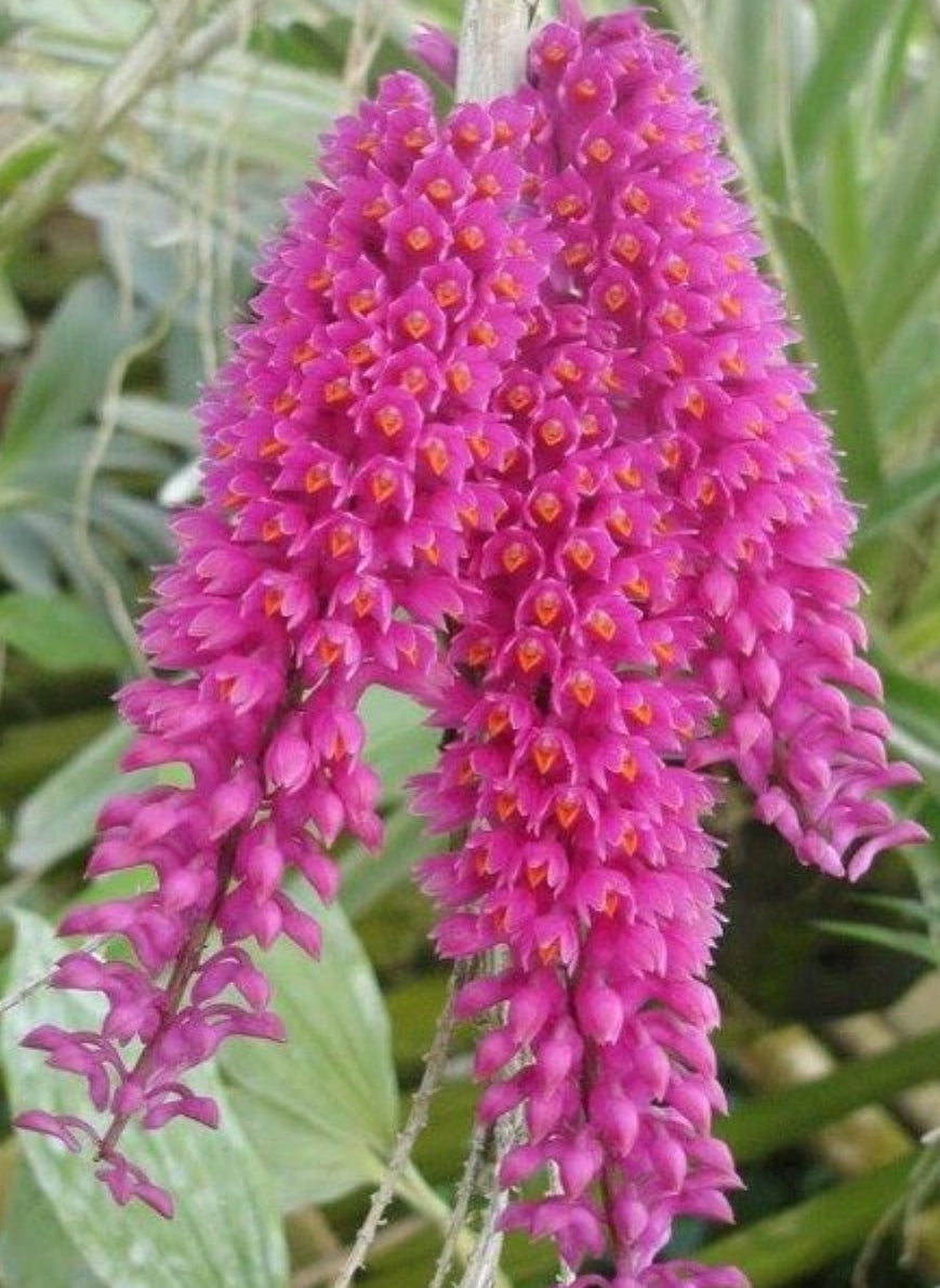 Dendrobium secundum alba x 'Red'