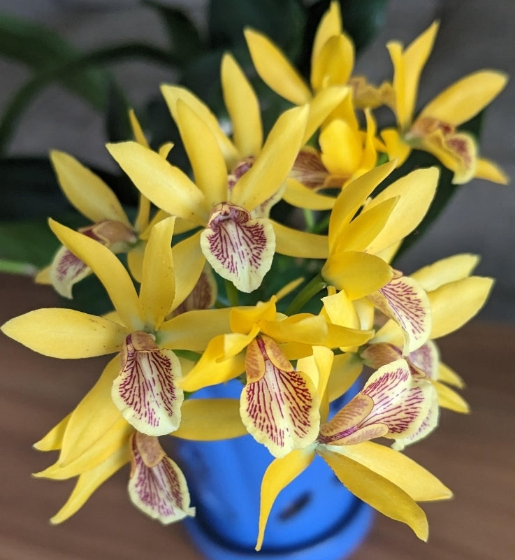 Guaricyclia (Epc) Kyoguchi 'Happy Field' x self (Guarianthe aurantiaca × Encyclia incumbens)
