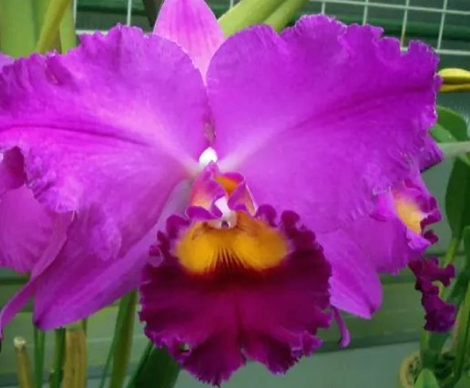 Rlc Perfect Choice 'Purple Lady' (Rlc Tokyo Bay x Lc Lake Casitas)